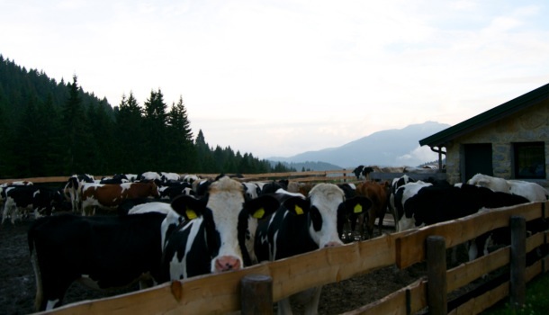 mucche-nel-recinto